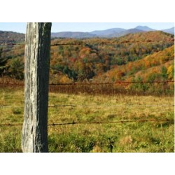 Piquets d'Acacia appointés 1m60 Diamètre 8/12